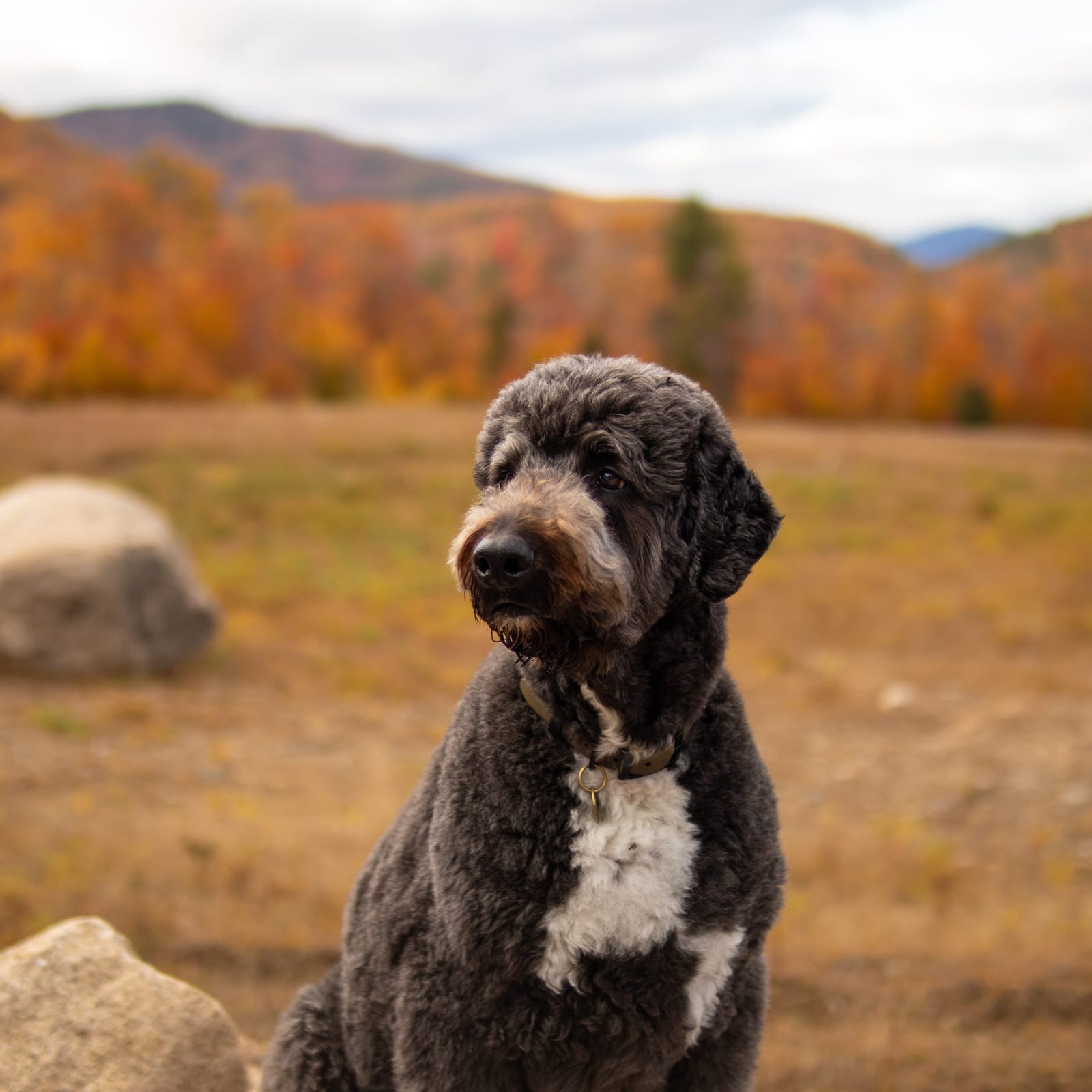 Jasper