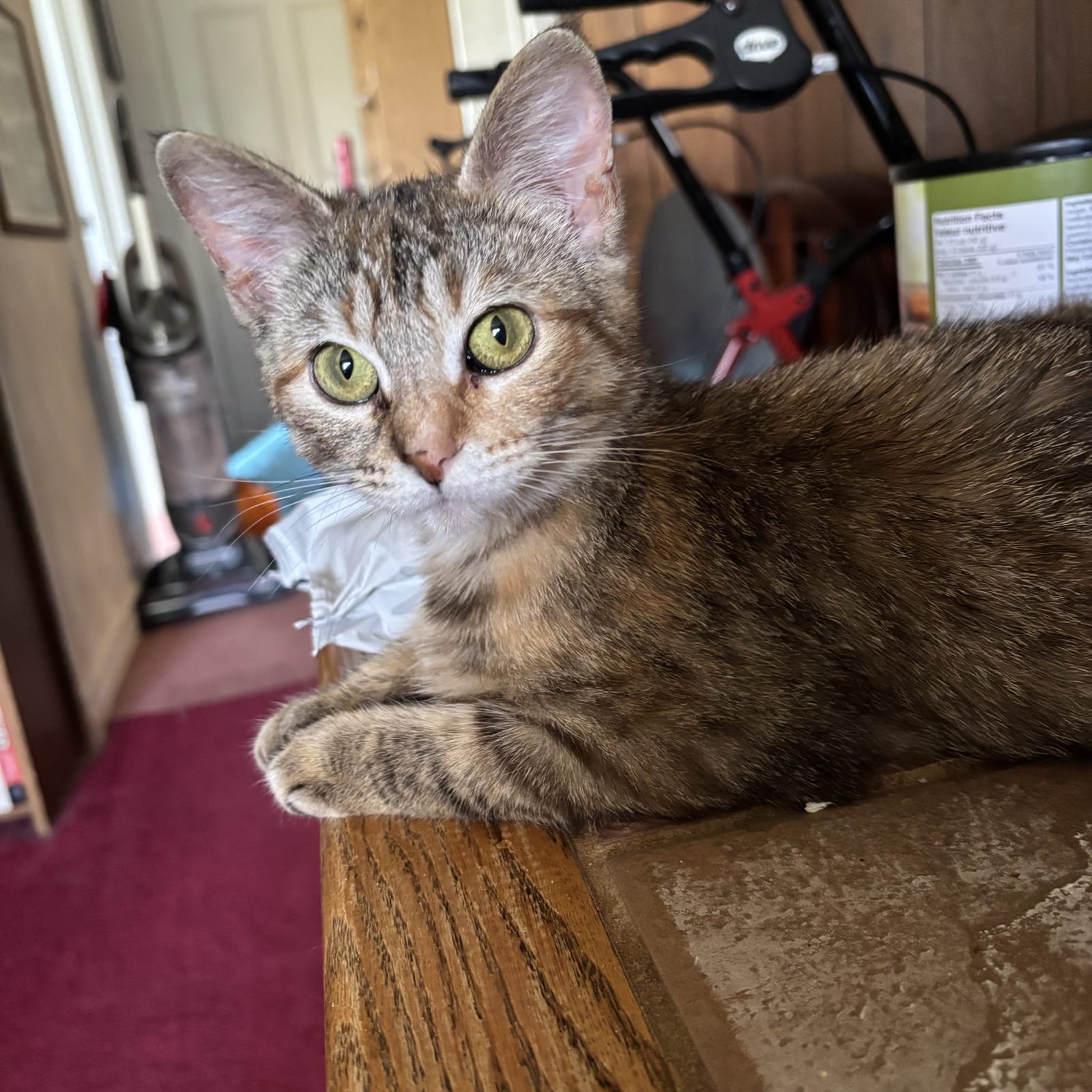 Piper
