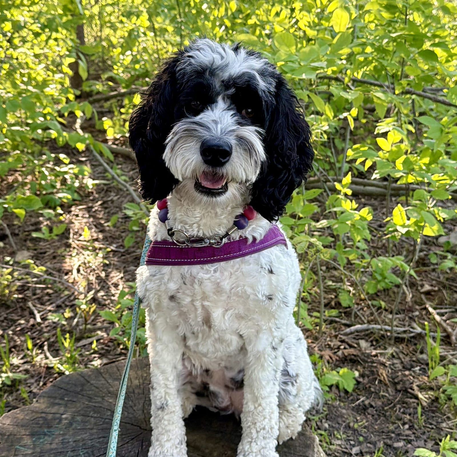 Phoebe