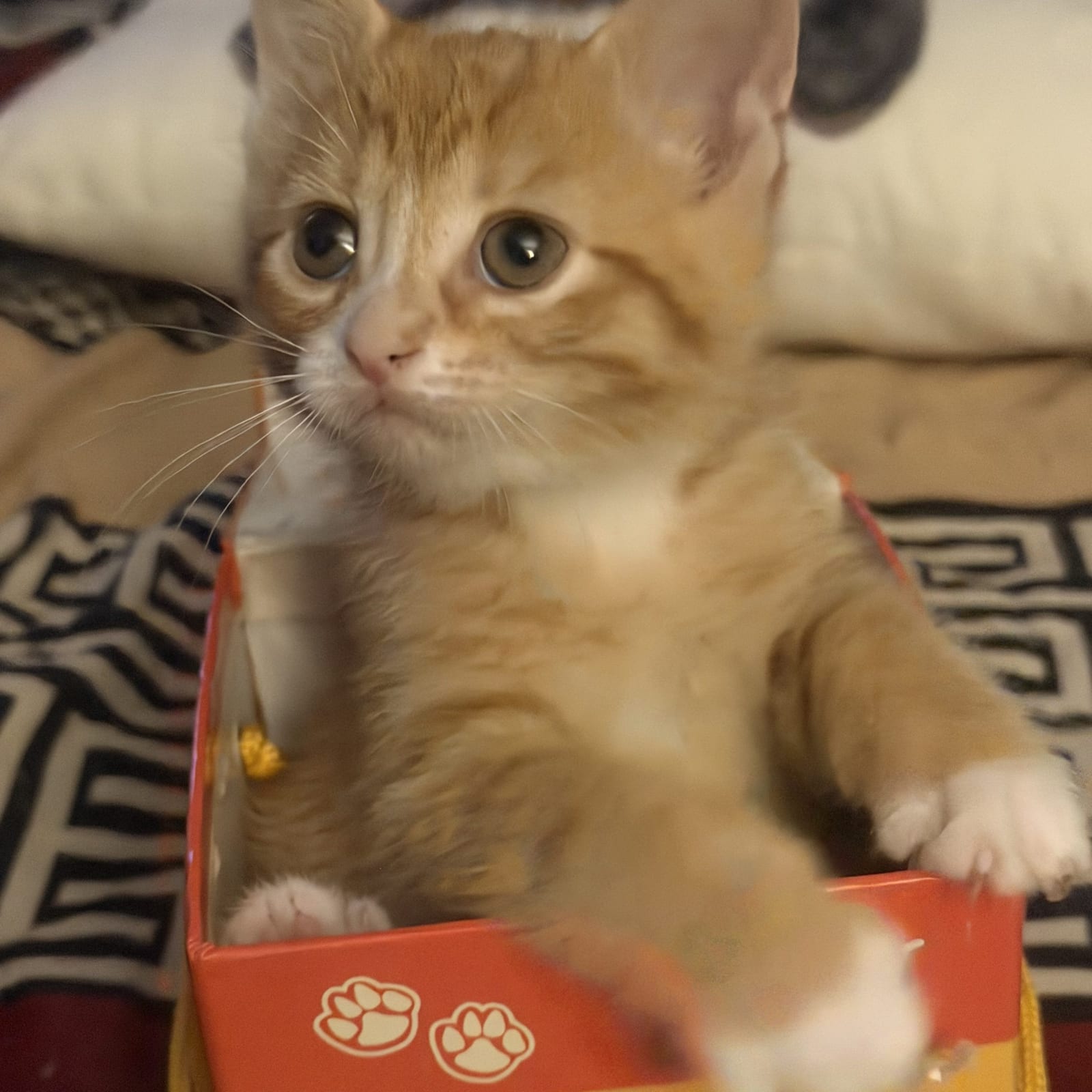 Cheeto