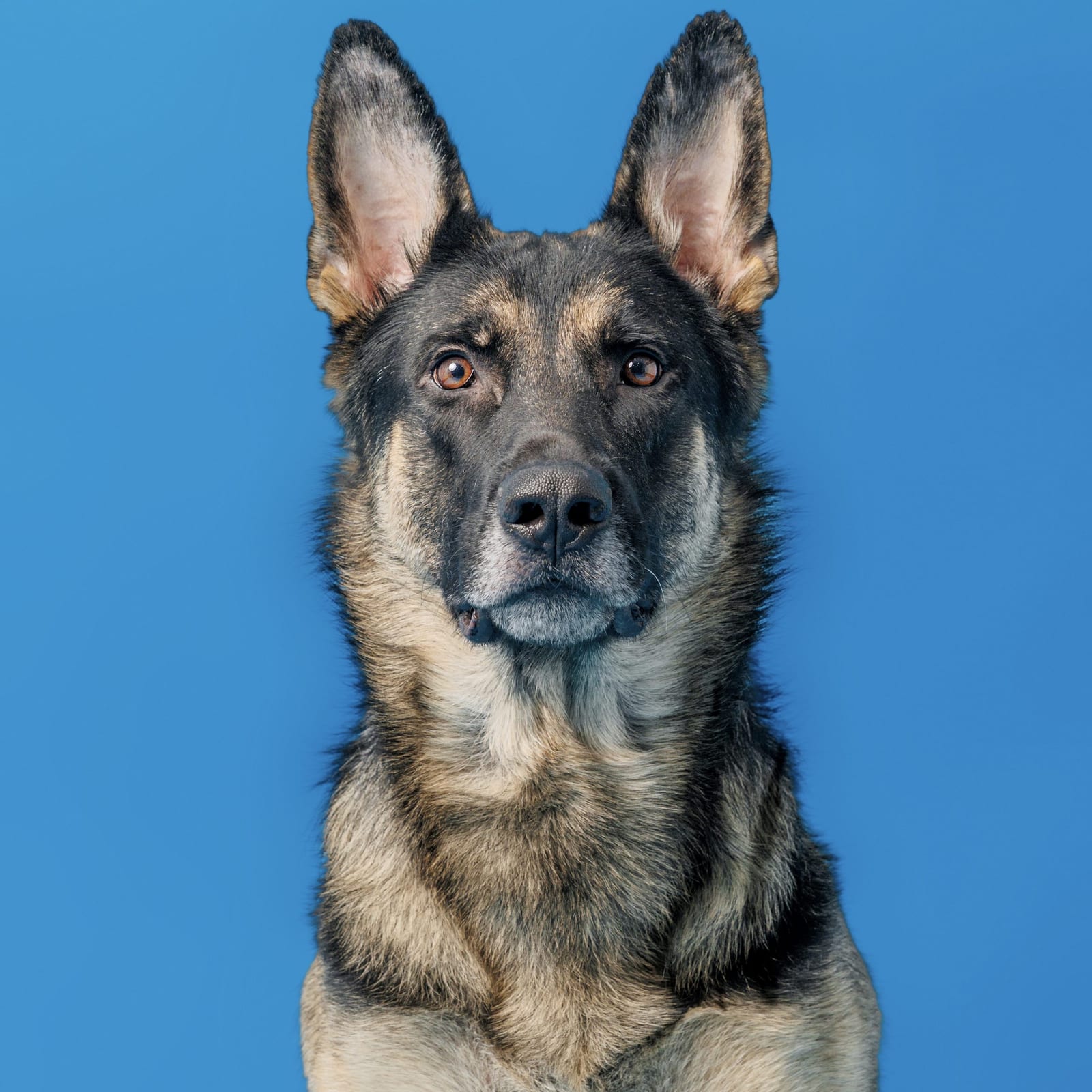 Balto