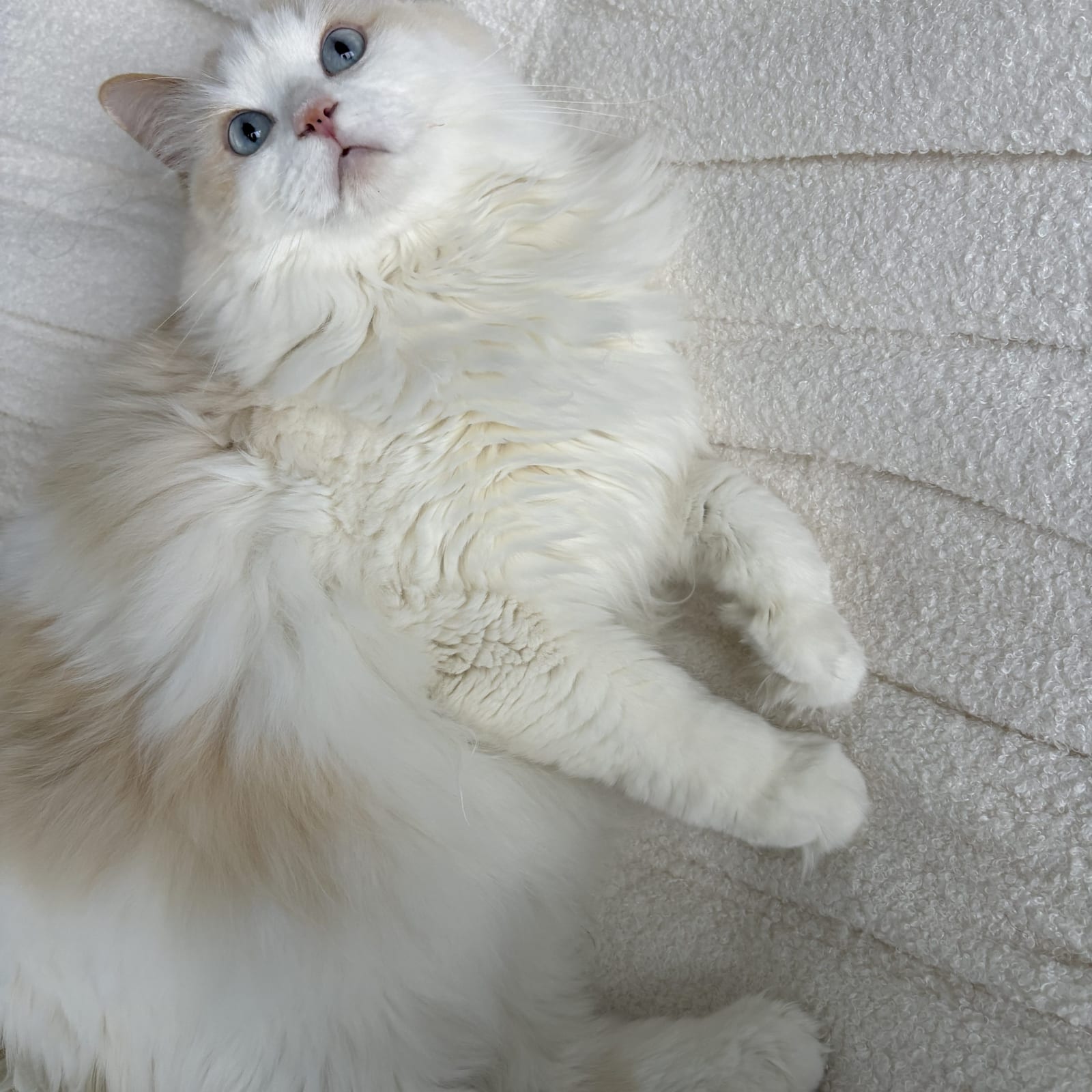 Moki