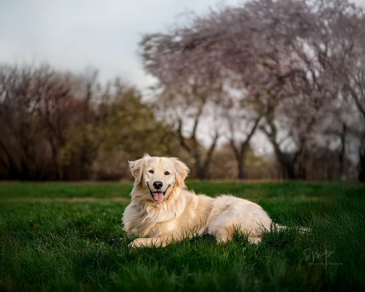 Nala