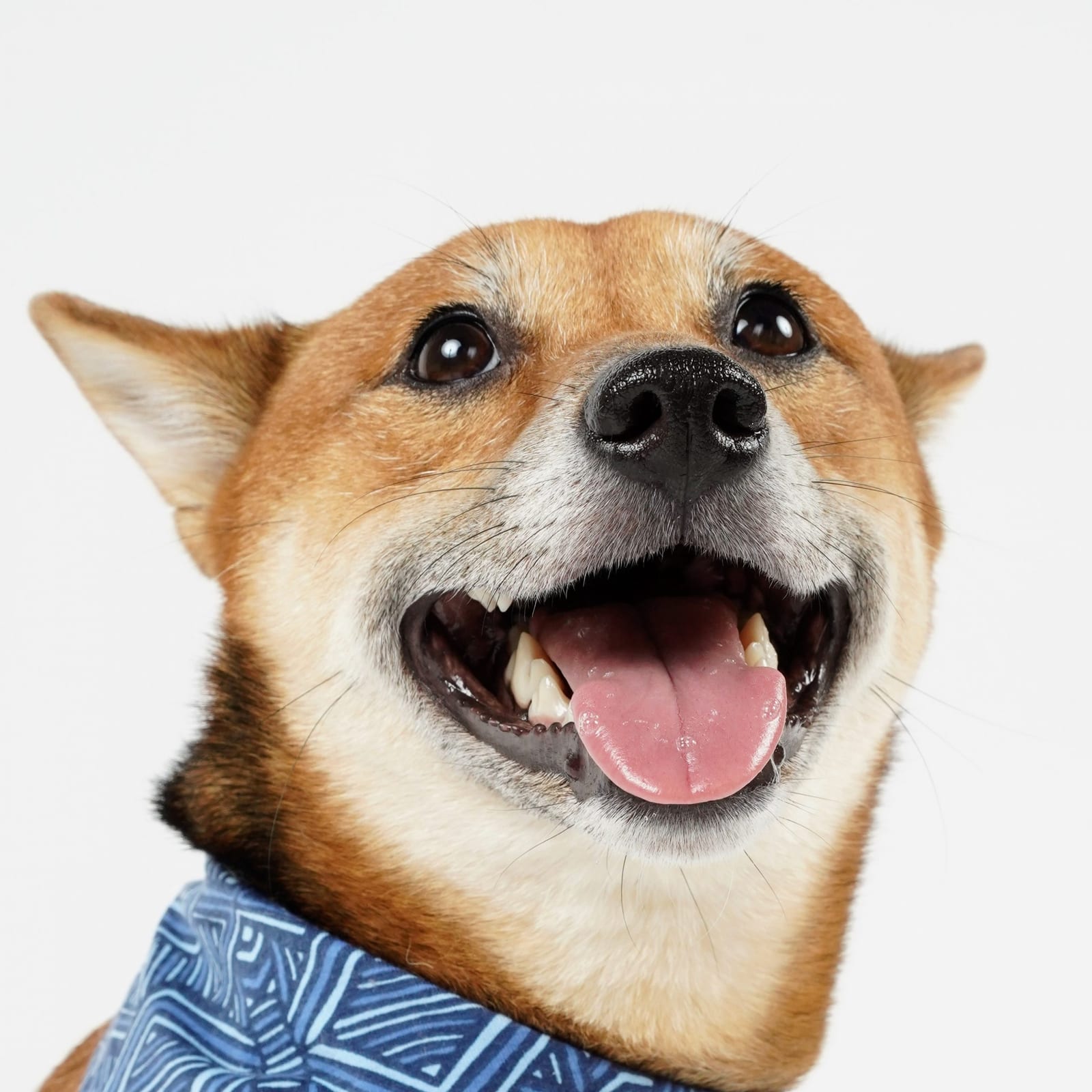Kuma