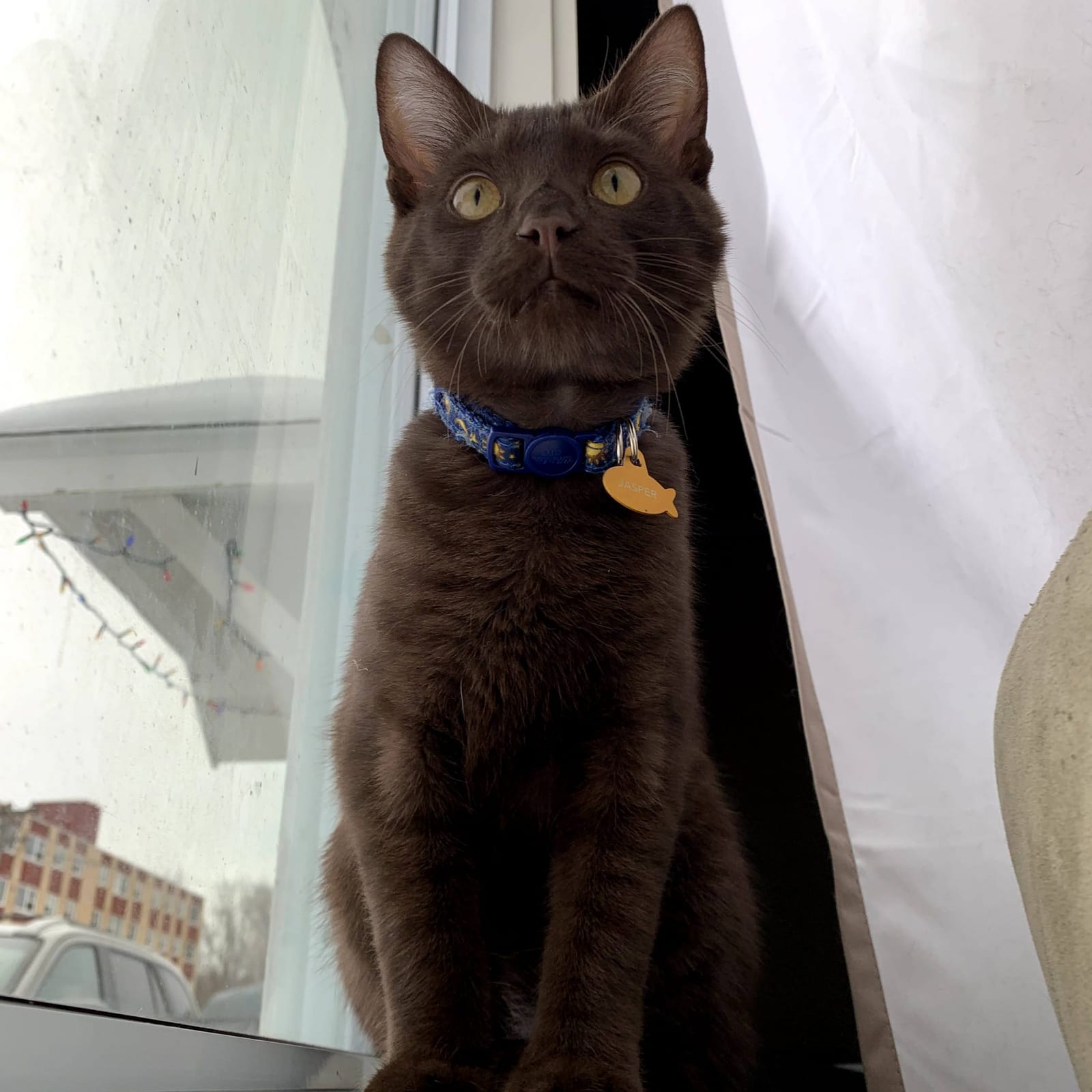 Jasper