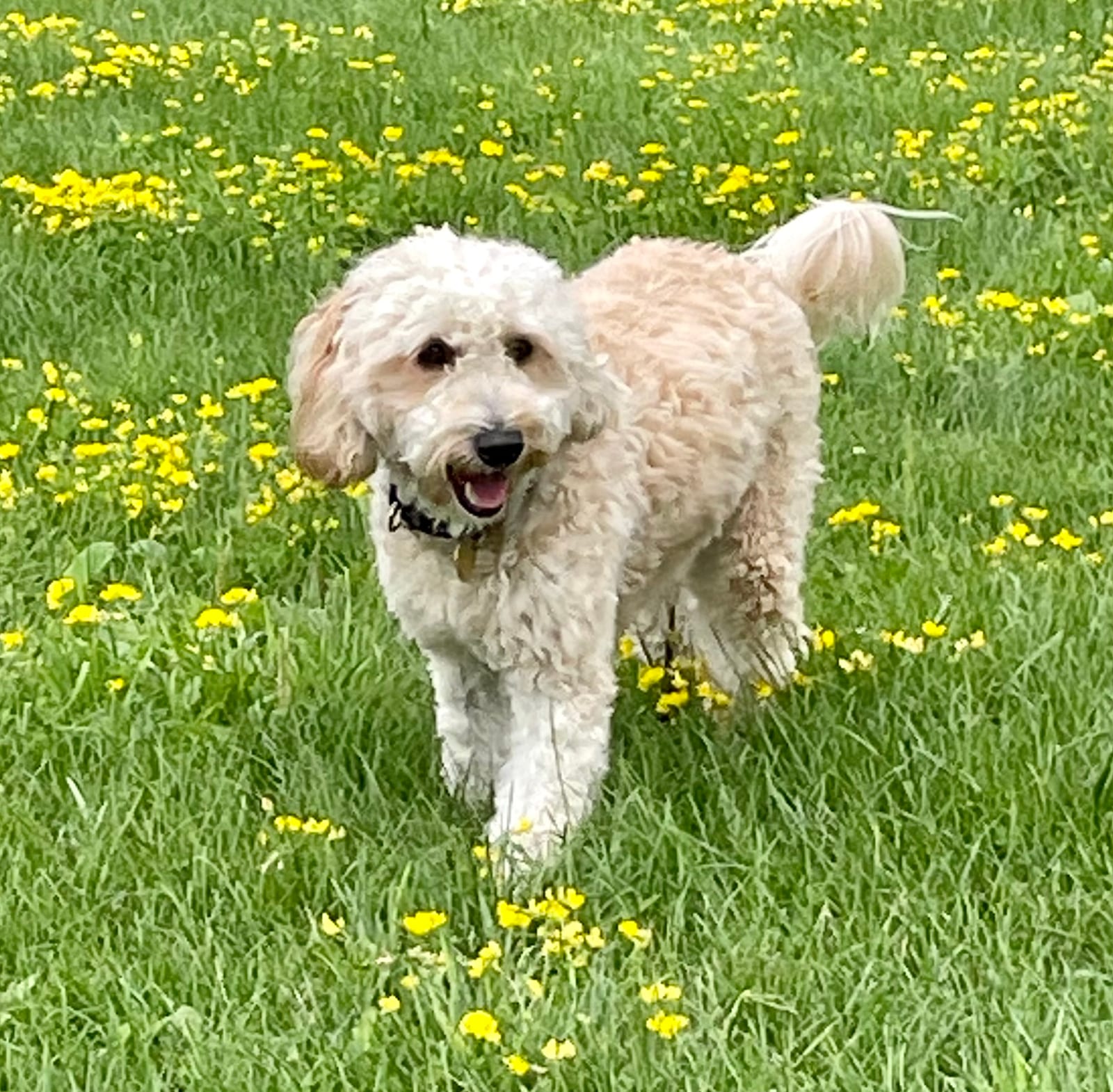 Phoebe
