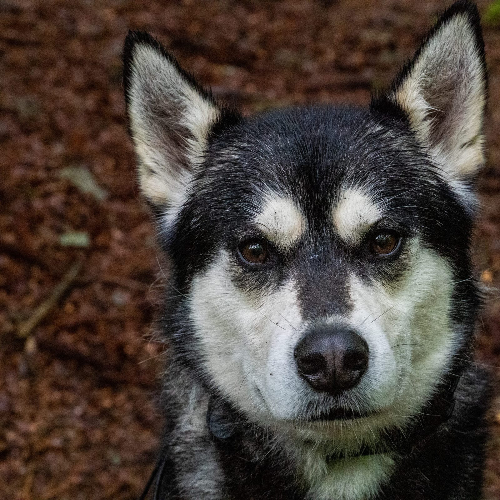 Max