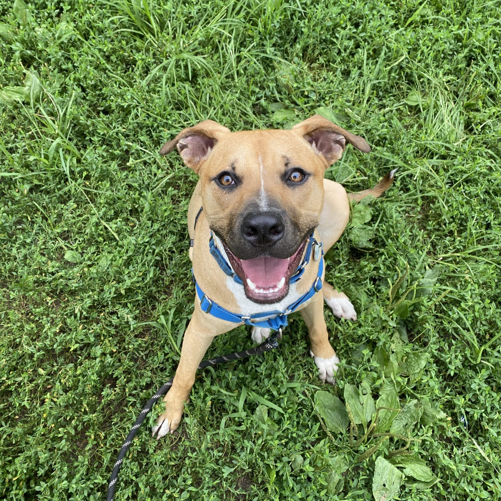 Apollo