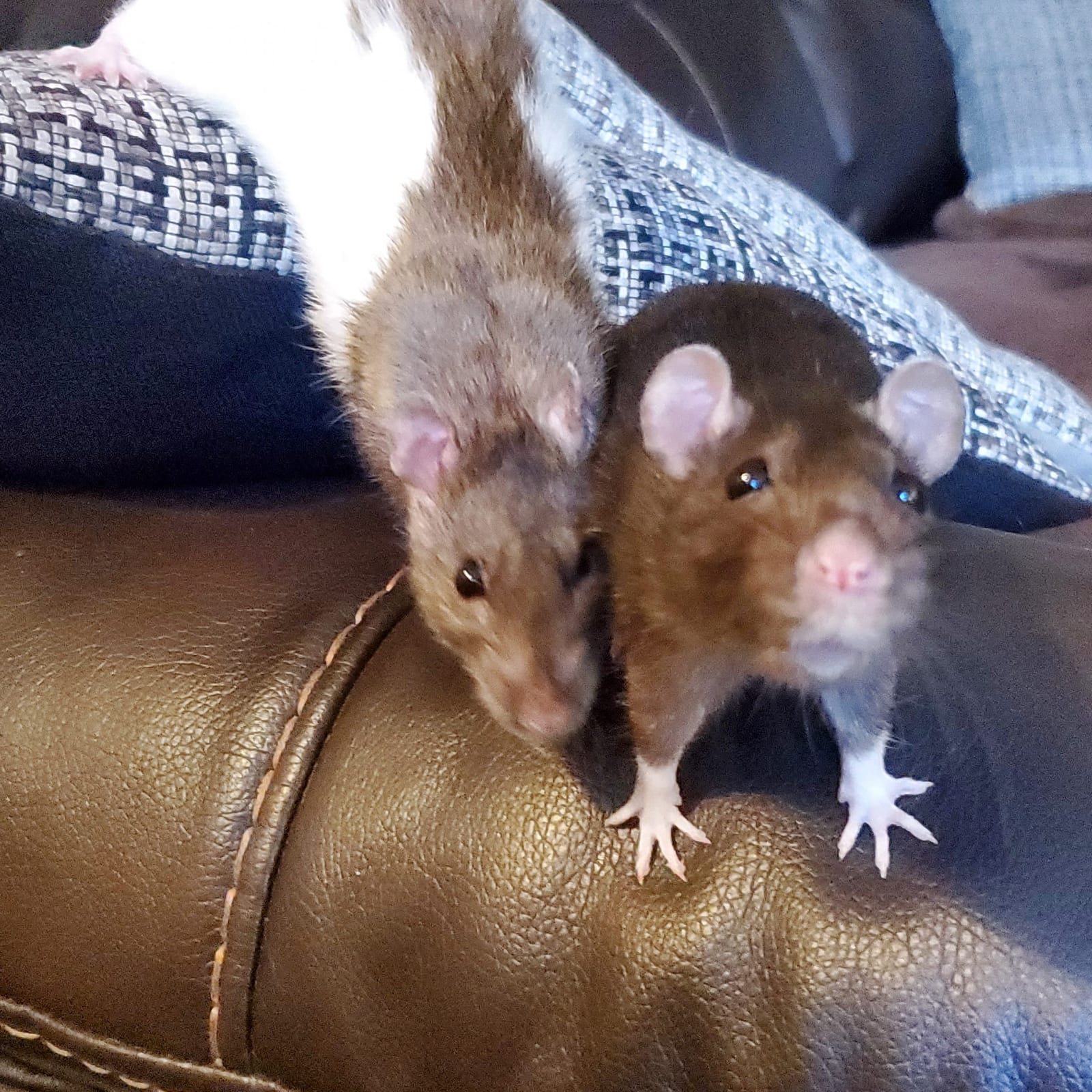 Echo and Husk