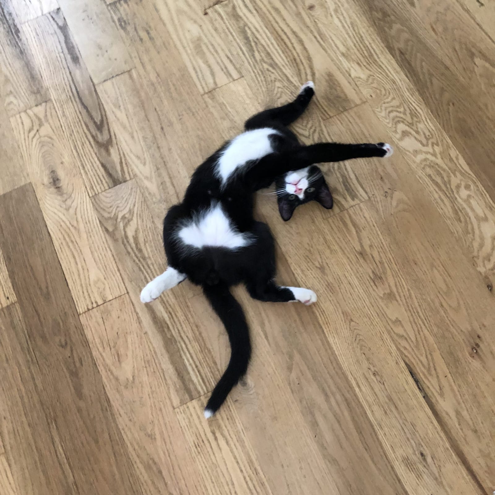 Kiko