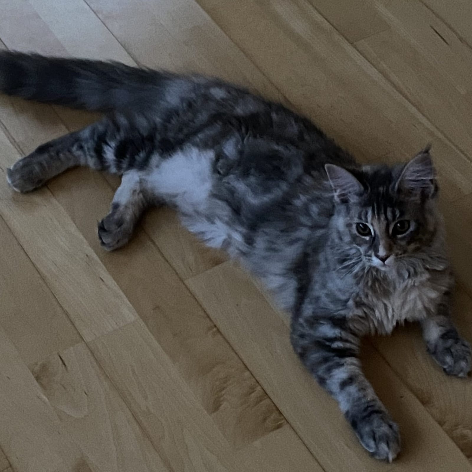 Freyja