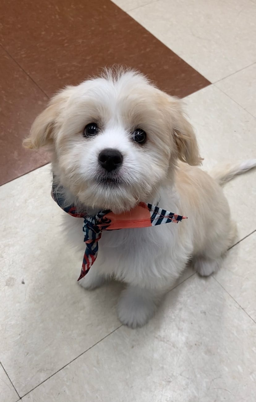 Bailey