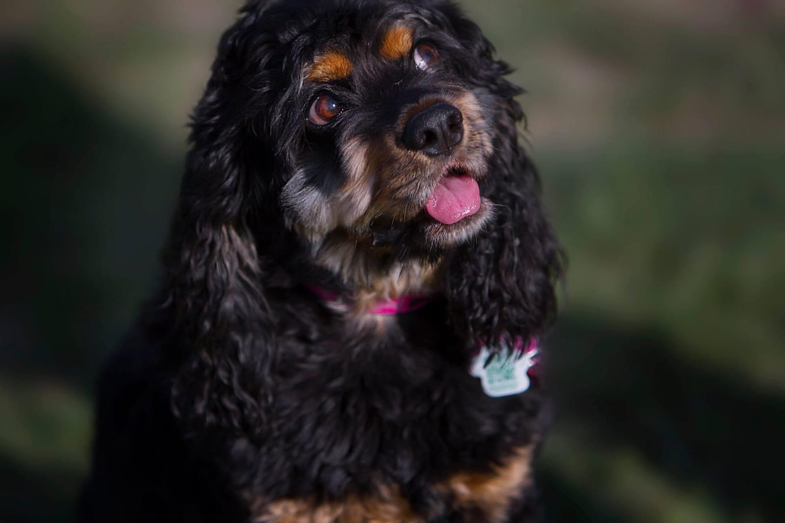 Holly