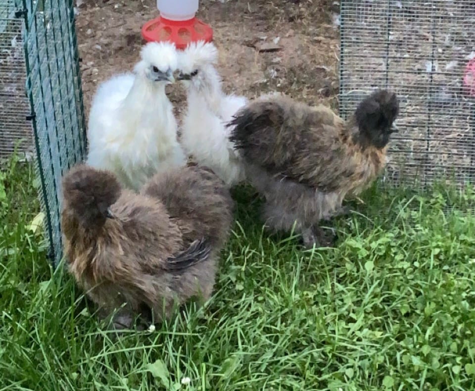 The Egg Layers