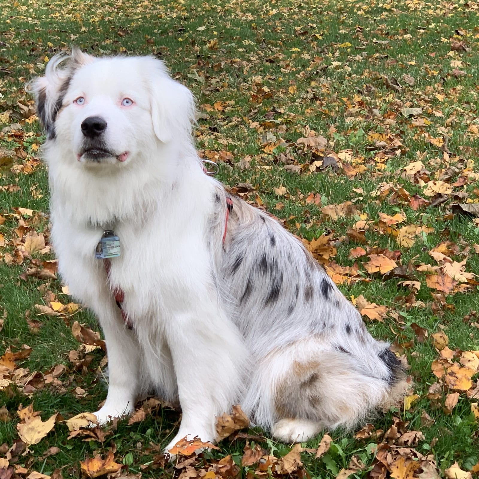 Luna