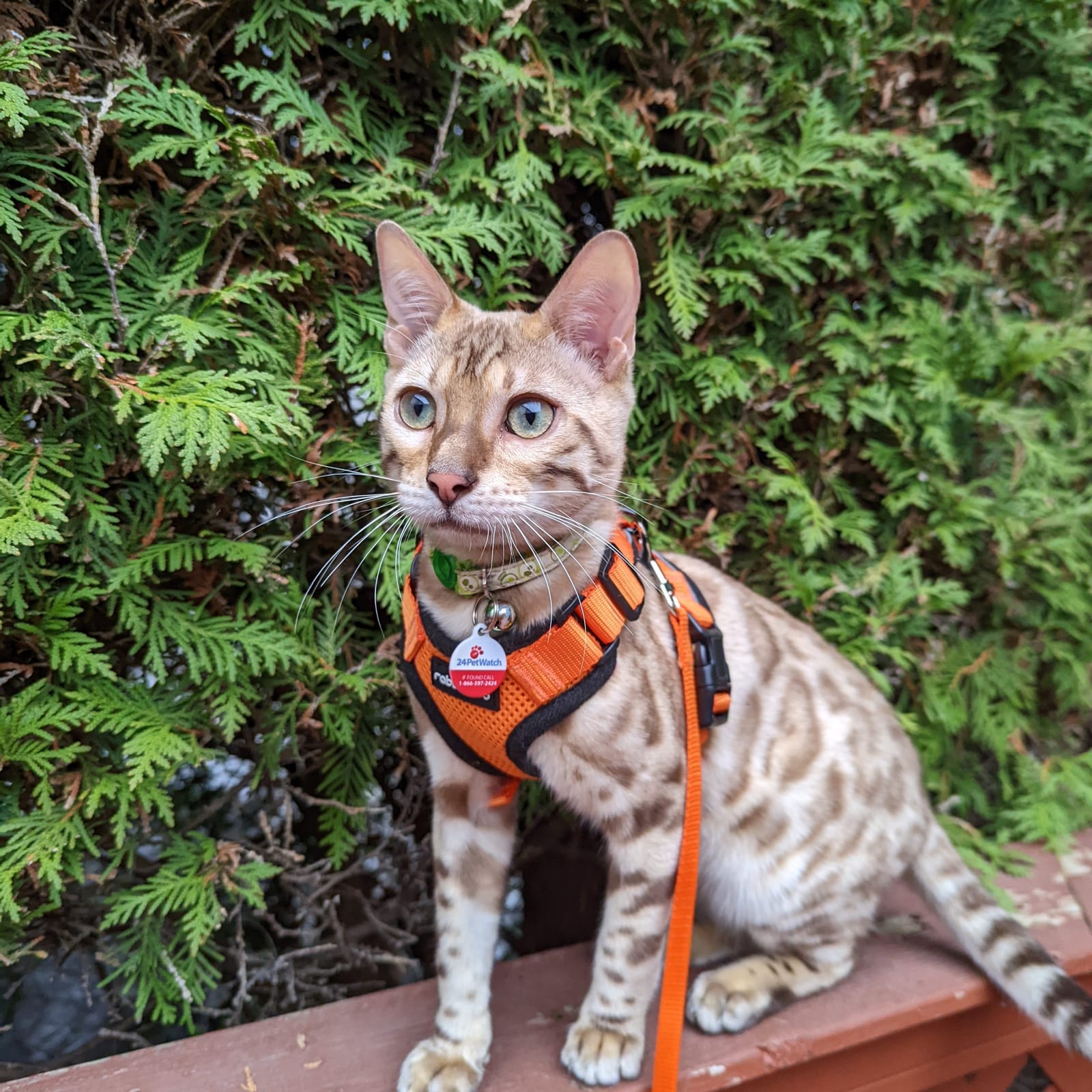 Huxley