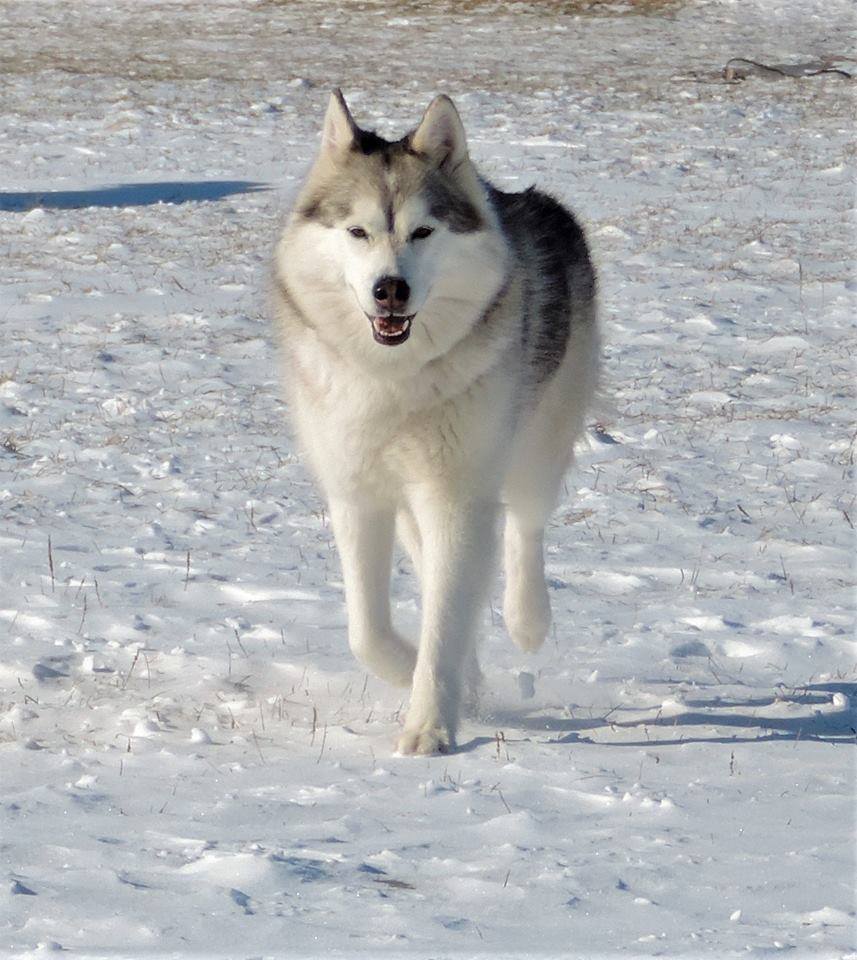 Tikaani