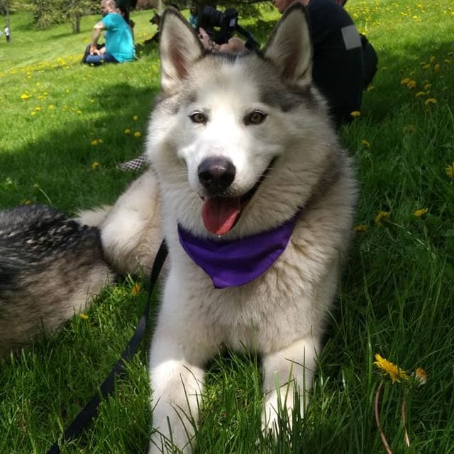 Nanuq