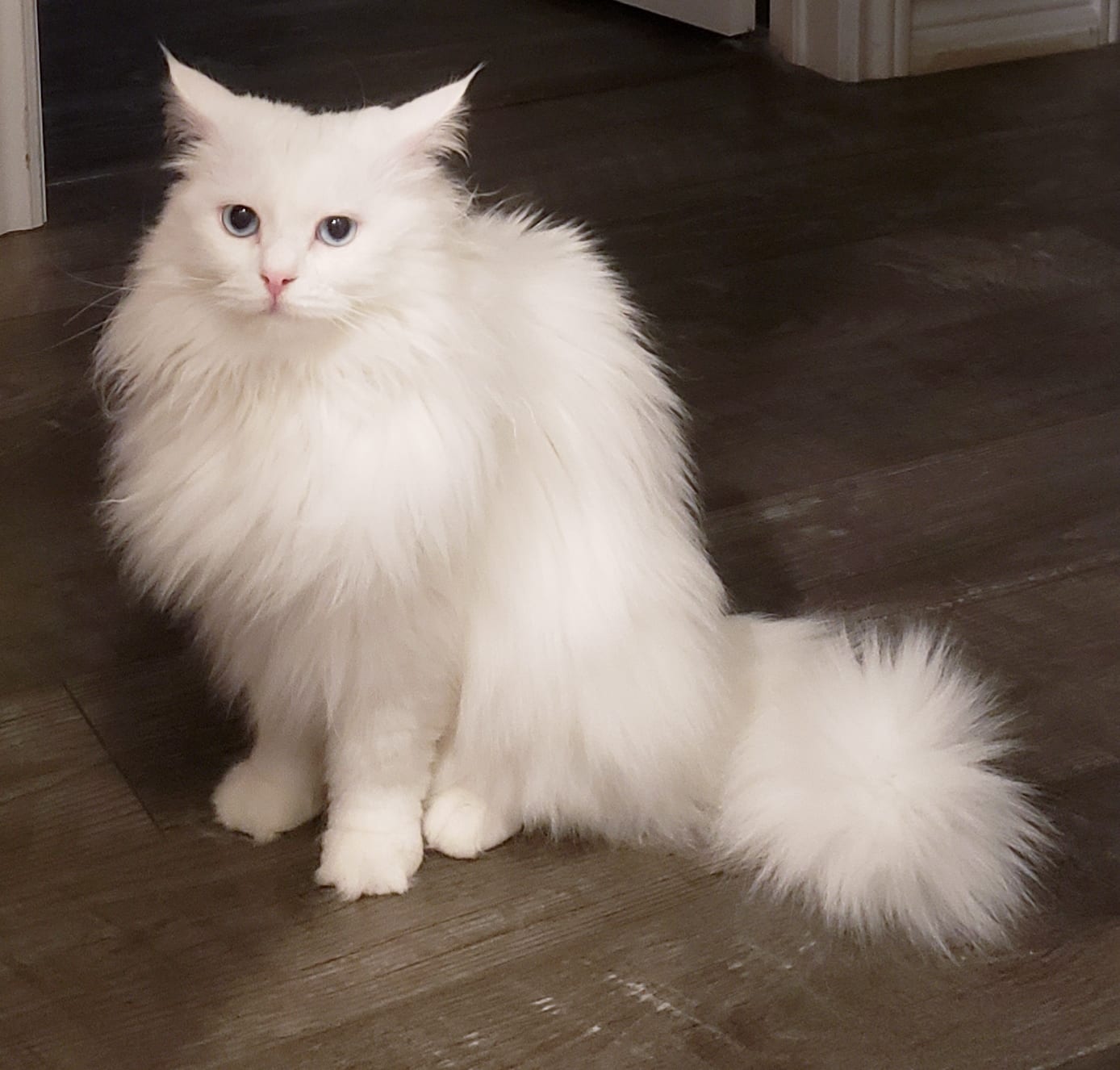 Bubu