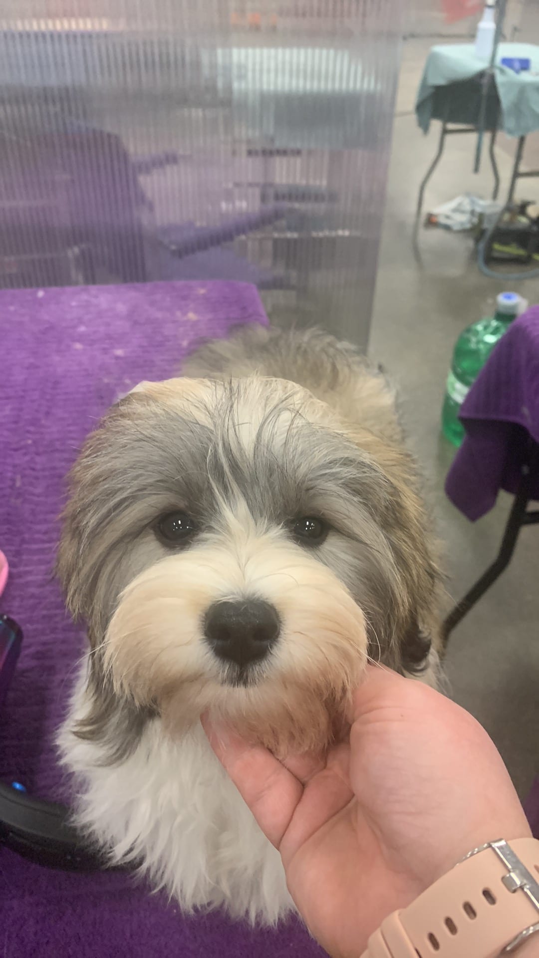 Harper