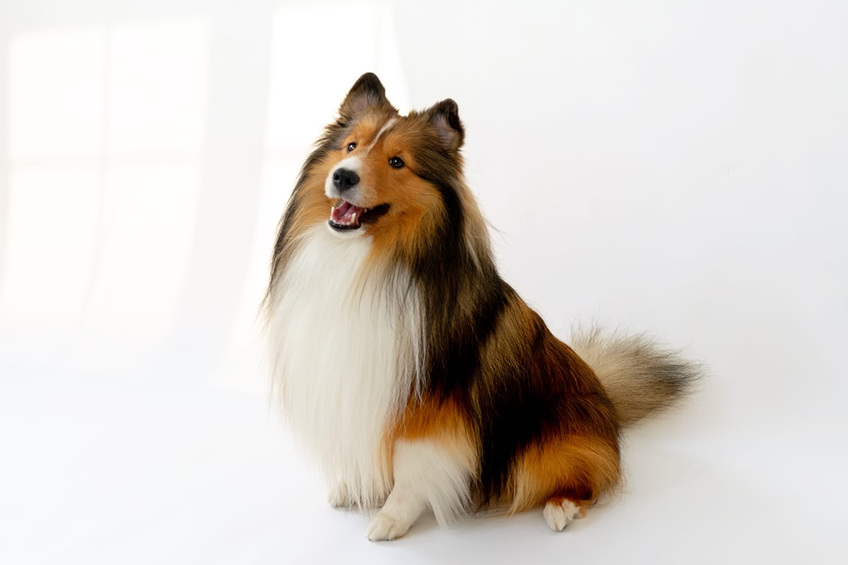 Arlo