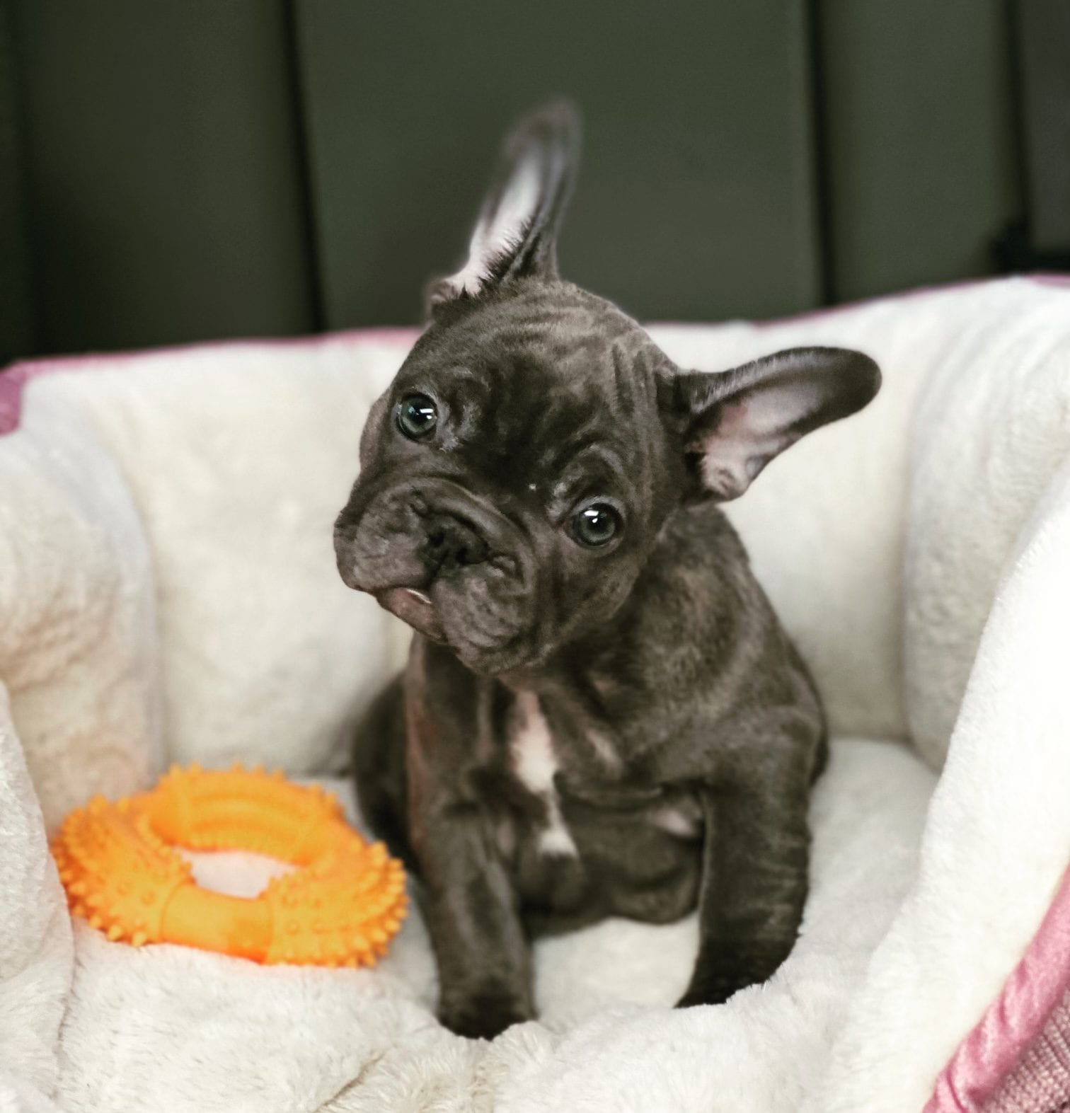 Penelope