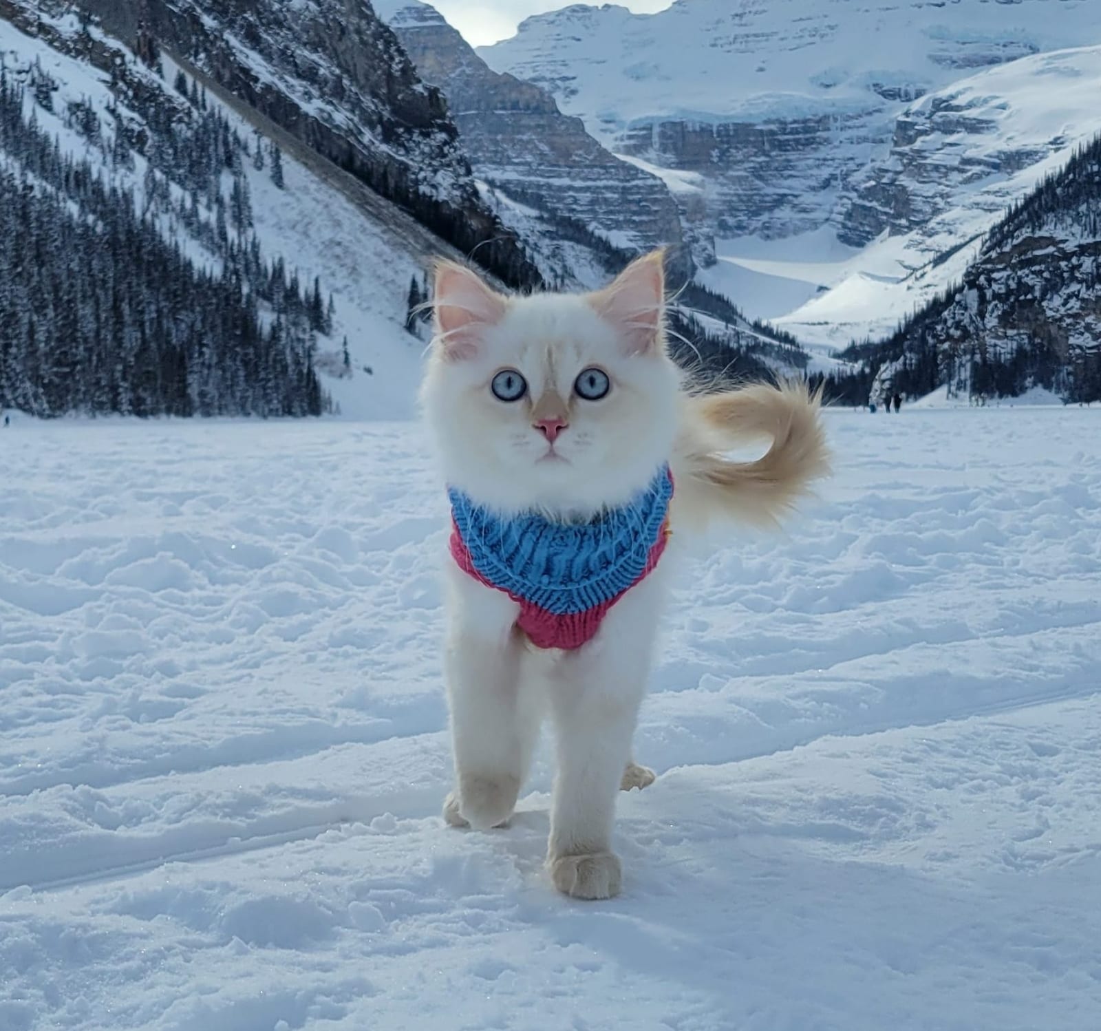 Coco