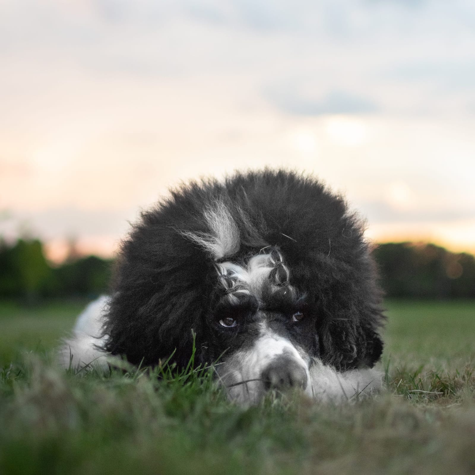 Zuko