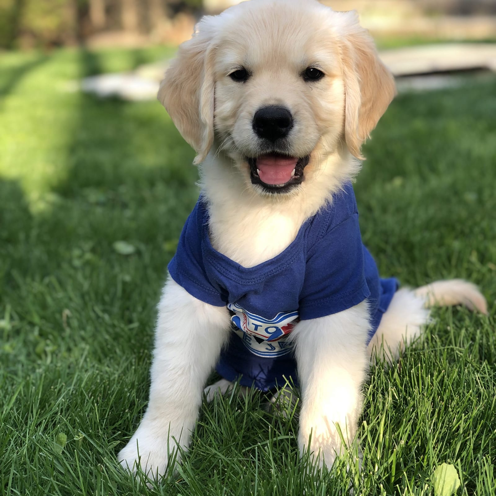 Louie