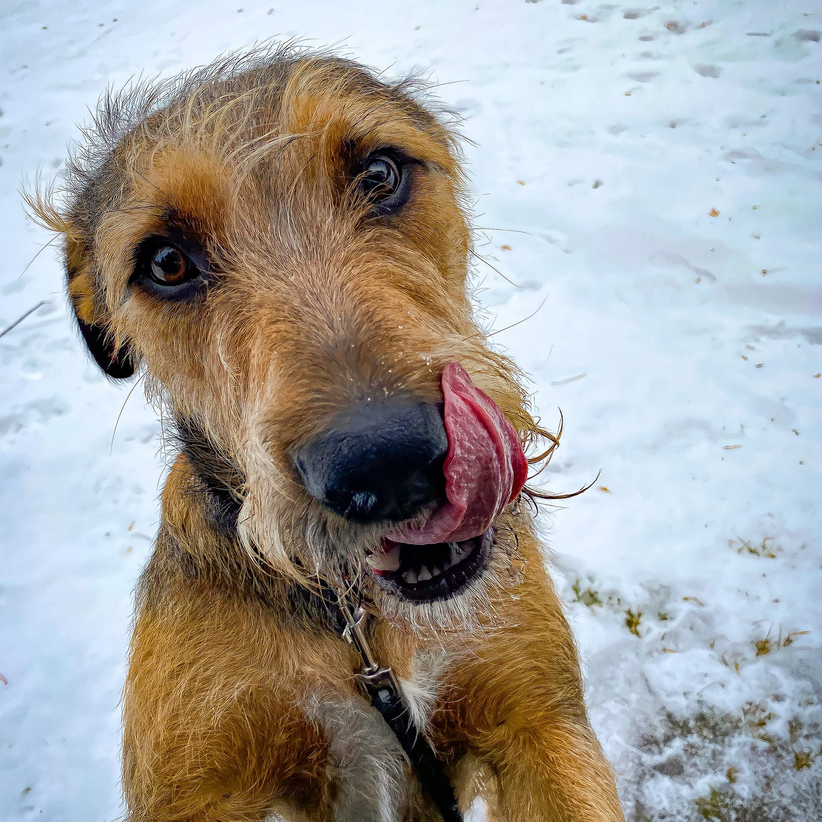 Lupo