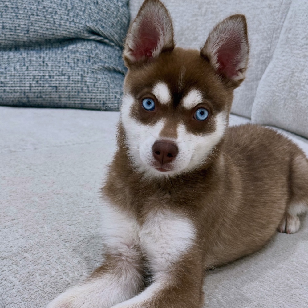 Kaia