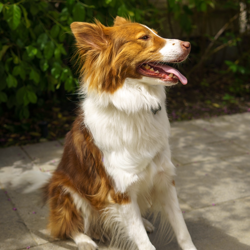 Loki 