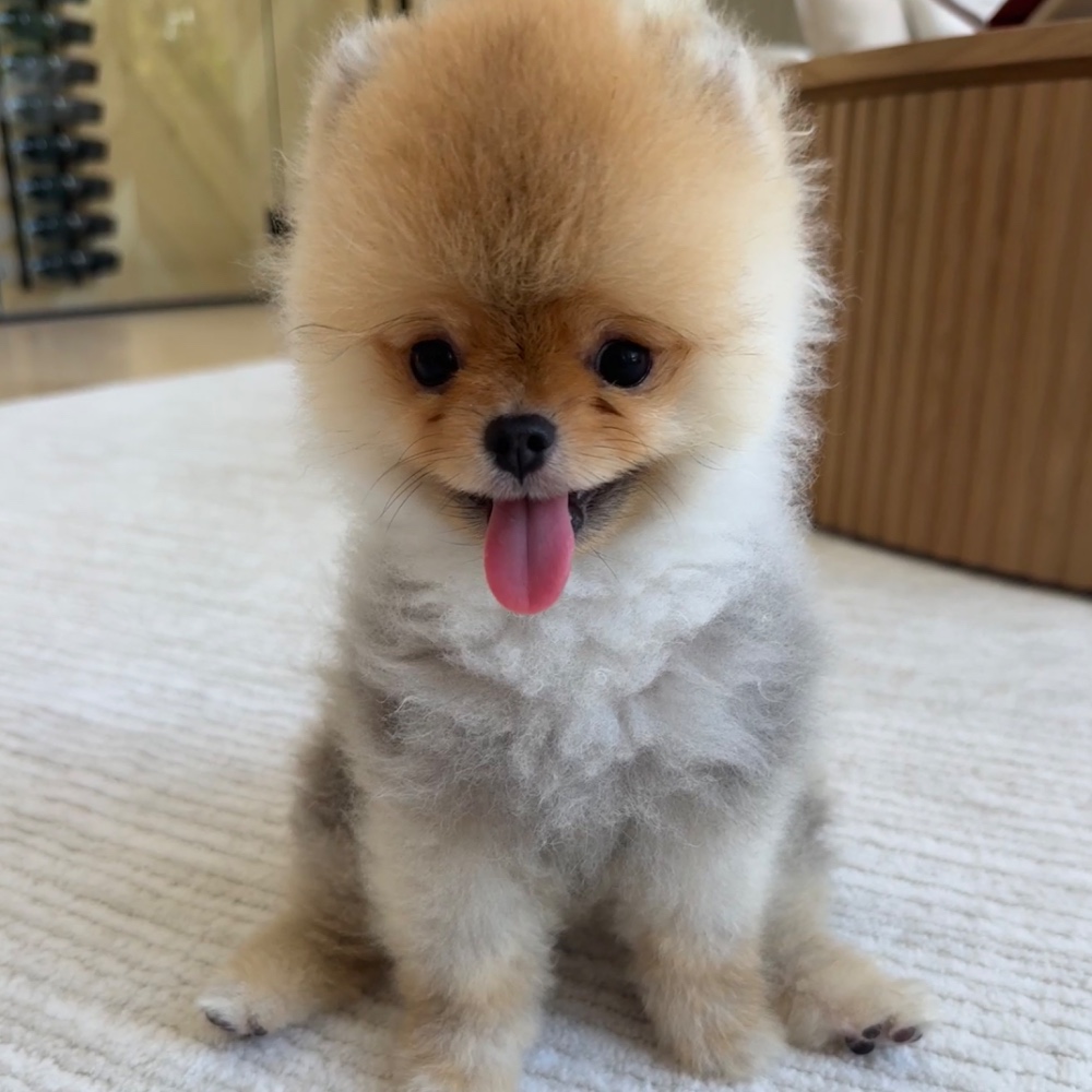 Bambam